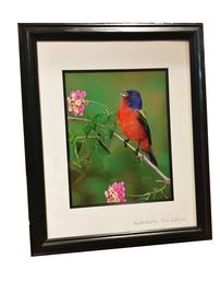 Painted Bunting<br />by Alan Murphy Photography